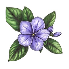 Fototapeta premium Detailed Illustration of Vinca Flower