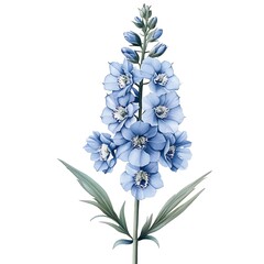 Obraz premium Detailed Illustration of Delphinium Flower