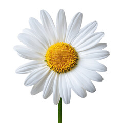 Fototapeta premium Delicate white daisy with vibrant center, collection, clipart, isolated on transparent background