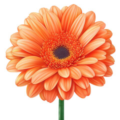 Vibrant orange gerbera daisy blooms brightly, collection, clipart, isolated on transparent background