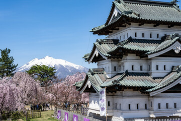 弘前城の桜と天守，青森
