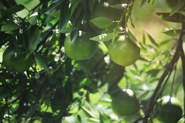 A cluster of unripe green oranges hangs from a branch with lush green leaves
