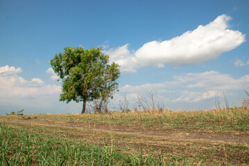 Fluffy white clouds floated freely in the infinite blue sky, creating unique and interesting...