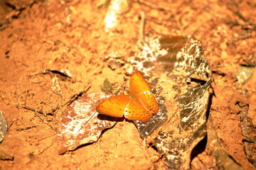 Wings of the Tropics