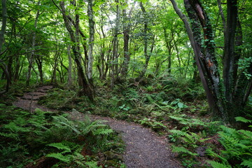 refreshing spring forest with fine pathway
