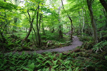 refreshing spring forest with fine pathway