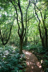 fine spring path in the gleaming sunlight