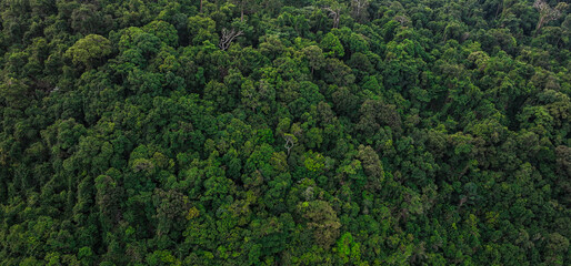 aerial view of dark green forest Abundant natural ecosystems of rainforest. Concept of nature forest preservation and reforestation
