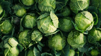 Fototapeta premium Cabbage