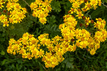 Close up full frame texture background of Yellow Ragwort flowers (Jacobaea vulgaris) in bloom in a remote country meadow