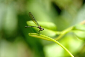 Fototapeta premium Black damselfly on a twig in the Intag Valley outside of Apuela, Ecuador
