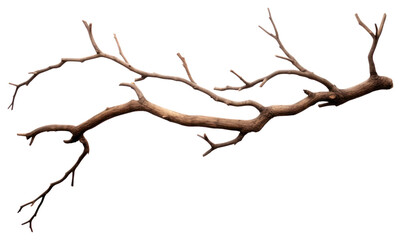 PNG Branch branch antler plant.