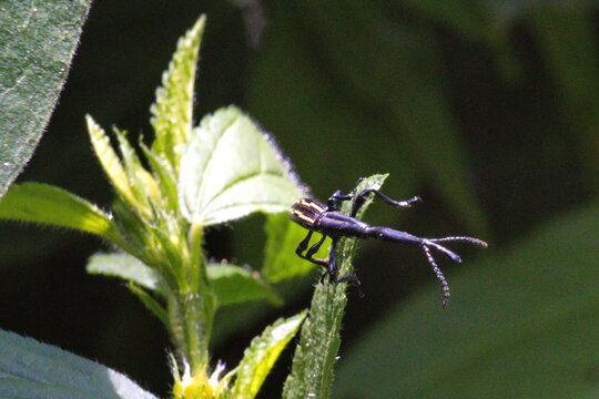 Long-necked black beetle on a leaf in the Intag Valley outside of Apuela, Ecuador