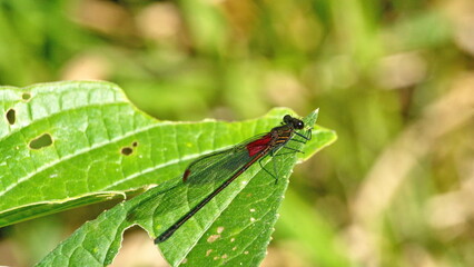 Black and red damselfly on a leaf in the Intag Valley outside of Apuela, Ecuador