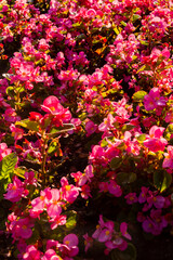 Pink blooming petunia with green leaves on a sunny day