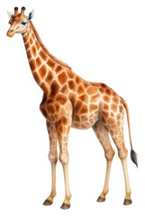 Fototapeta premium PNG Wildlife giraffe animal mammal.