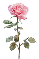 Obraz premium delicate pink rose with lush green leaves stands elegantly against black background, showcasing its natural beauty and intricate details