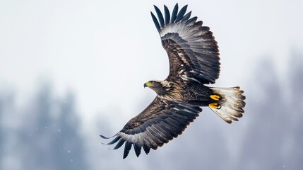 Obraz premium An eagle in mid-flight, captured with its wings wide open, isolated on a clear background
