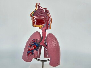 Detailed anatomical model highlighting the human respiratory system, showcasing lungs, trachea