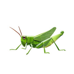 A low polygon style grasshopper, isolate on white background, showcasing geometric shapes and modern design. PNG