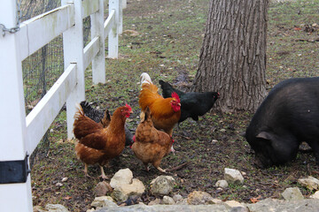 chickens on the farm