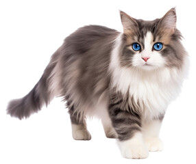 PNG Cat kitten mammal animal white.