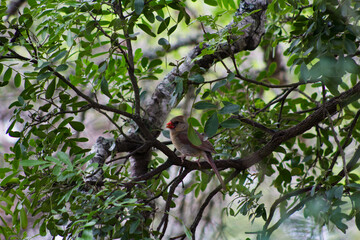 cardinal on a branch