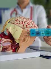 Doctor holding brain model and pills in clinic