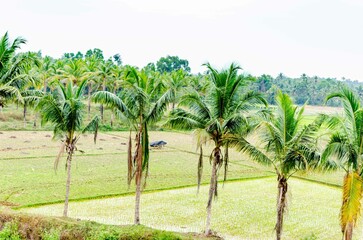 Fototapeta premium Rural landscape in India