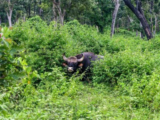 Large bison in the forest