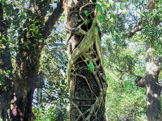 Roots of parasitic plant clinging to a tree