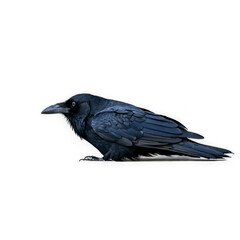 Black raven close-up, Generative AI.