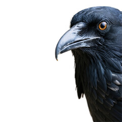 Black raven close-up, Generative AI.