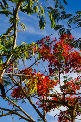 autumn leaves against blue sky