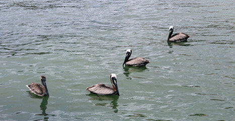 pelicans swimming in the water