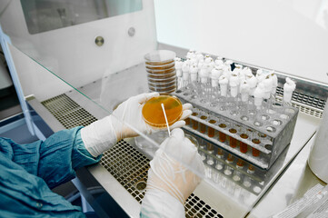 Laboratorian investigates sample in Petri dish at test tubes