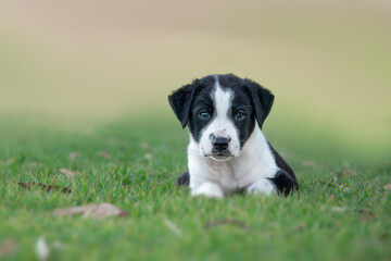 border collie puppy