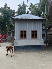 horse in the village