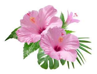 Pink Hibiscus flowers and monstera leaves in a tropical arrangement isolated on transparent background © nunawwoofy