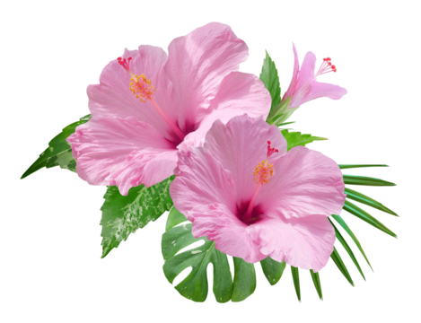 Pink Hibiscus flowers and monstera leaves in a tropical arrangement isolated on transparent background