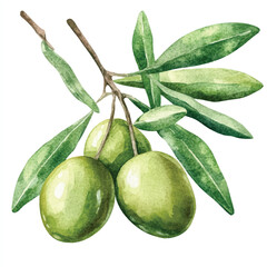 Olive fruit watercolor clipart illustration