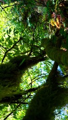 Fototapeta premium Discover hidden treasures like forest flowers and a cozy shore by the tranquil pond, all framed by snowy peaks reflecting in icy waters.