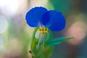 一日の始まりを告げるツユクサ（Asiatic dayflower）