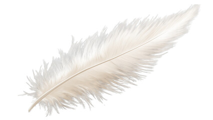 Fototapeta premium white feather transparent background 