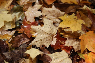 Colorful fall leaves on ground with water droplets