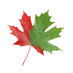 Obraz premium Maple leaves isolated on white background. cutout png