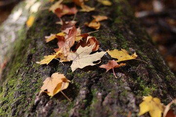 Fall leaves perspective laying on mossy fallen tree