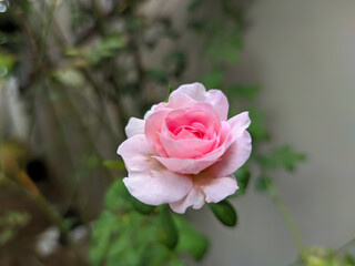 The close-up of a rose captures a mesmerizing gradient of pink, beginning with a vibrant, deep pink at the center, gradually fading to a soft pink toward the edges.