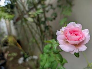 The close-up of a rose captures a mesmerizing gradient of pink, beginning with a vibrant, deep pink at the center, gradually fading to a soft pink toward the edges.