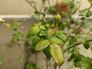 A close-up of a rosebud reveals its tightly closed petals, wrapped in layers of fresh green,...